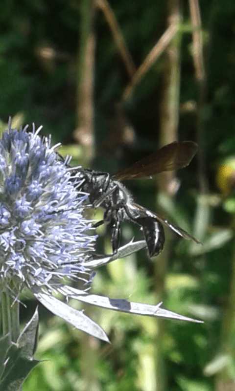 Isodontia mexicana (Sphecidae)? S.